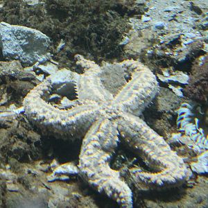 Starfish species