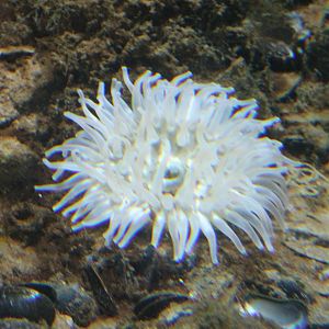 Sea anemone species
