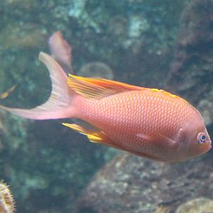 Anthias anthias