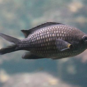 Blue damselfish