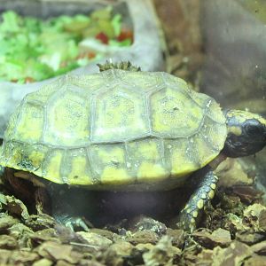 Baby Yellow-footed tortoise