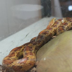 Corn snake