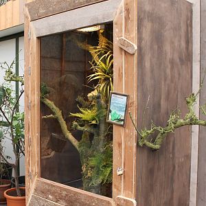 Enclosure Green tree python