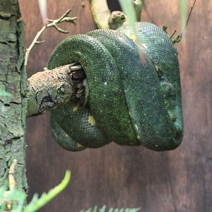Green tree python