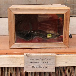 Enclosure African giant snail