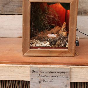 Enclosure Brazilian White-knee tarantula