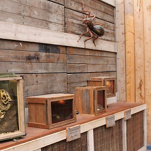 Invebrates enclosures