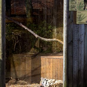 Clouded leopard (exhibit) : Thrigby Hall : 25 Mar 2016