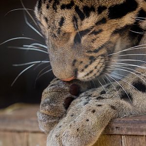 Clouded leopard : Thrigby Hall : 25 Mar 2016