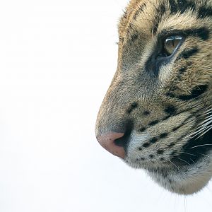 Clouded leopard : Thrigby Hall : 25 Mar 2016