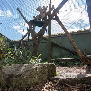 Clouded leopard (exhibit) : Thrigby Hall : 25 Mar 2016