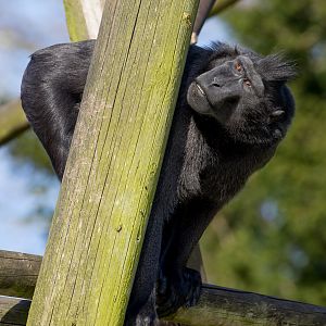 Sulawesi crested macaque : Thrigby Hall : 25 Mar 2016