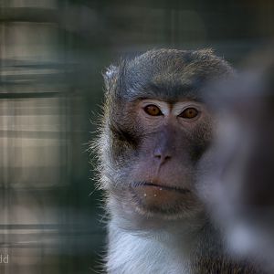 Crab-eating macaque : Thrigby Hall : 25 Mar 2016