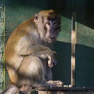 Crab-eating macaque : Thrigby Hall : 25 Mar 2016