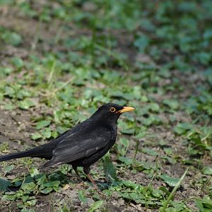 Turdus merula