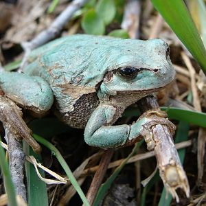 Hyla arborea