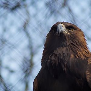 Aquila chrysaetos