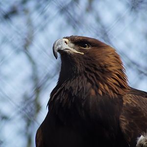 Aquila chrysaetos