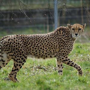 Acinonyx jubatus