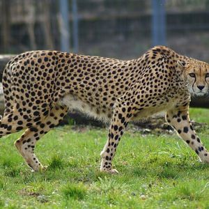 Acinonyx jubatus