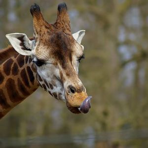 Giraffa camelopardalis rothschildi
