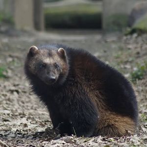Gulo gulo