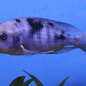 Blue dolphin cichlid