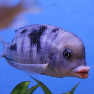 Blue dolphin cichlid