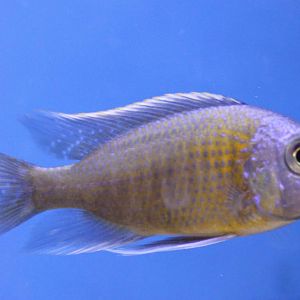 Protomelas taeniolatus