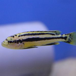 Melanochromis auratus
