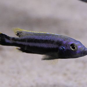 Melanochromis auratus, male