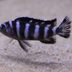 Cynotilapia afra