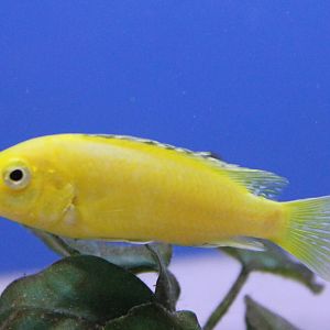 Labidochromis caeruleus