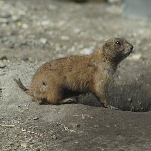 Cynomys ludovicianus