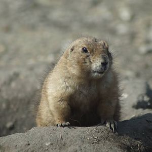 Cynomys ludovicianus