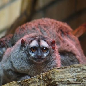 Aotus lemurinus griseimembra