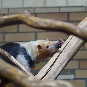 Tamandua tetradactyla