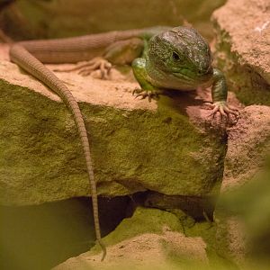 North African ocellated lizard : Cotswold WP : 18 Dec 2015