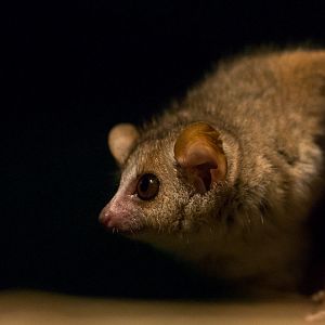 Grey mouse lemur : Cotswold WP : 18 Dec 2015