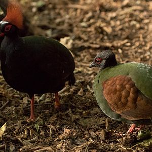 Roulroul partridge : Cotswold WP : 16 Jan 2016