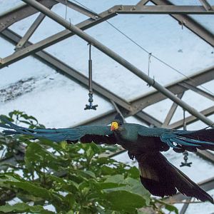 Great blue turaco : Cotswold WP : 16 Jan 2016