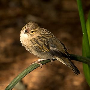 Madagascar red fody : Cotswold WP : 16 Jan 2016