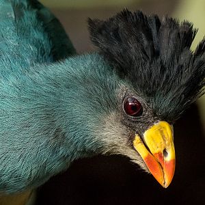 Great blue turaco : Cotswold WP : 16 Jan 2016