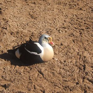 King Eider