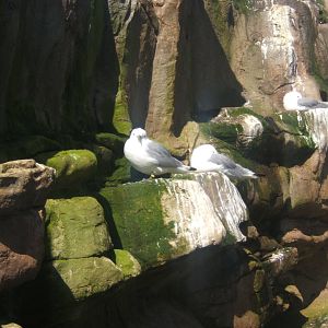 Black-legged Kittiwake`s