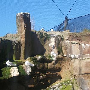 Red and Black-legged Kittiwake`s