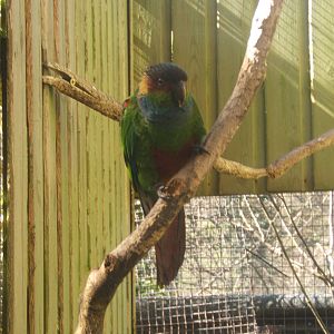 Blue-throated Conure