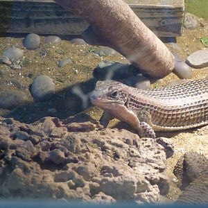 Plated Lizard in mixed exhibit with Bearded Dragon
