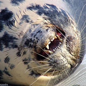 Grey Seal - Hel Fokarium