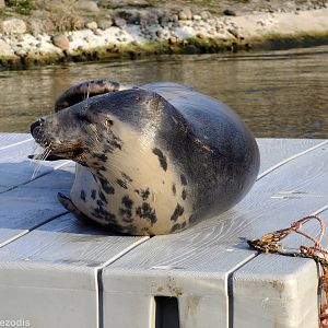 Grey Seal - Hel Fokarium